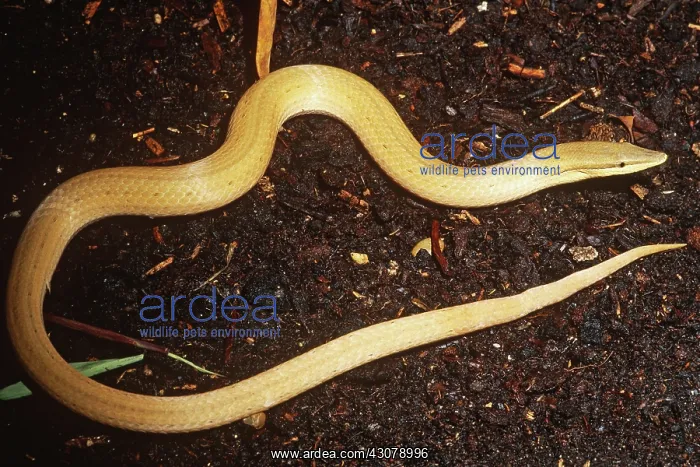 : New Guinea Legless Lizard : New Guinea Legless Lizard