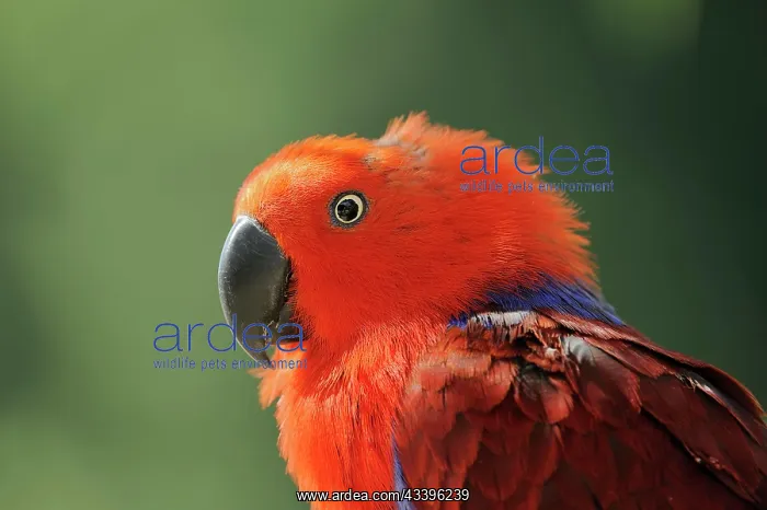 : New Guinea noble parrot (Eclectus polychloros) : New Guinea noble parrot (Eclectus polychloros)