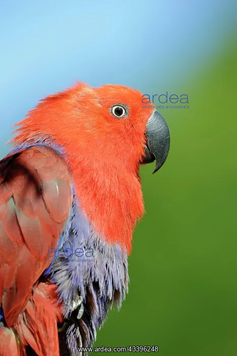 : New Guinea noble parrot (Eclectus polychloros) : New Guinea noble parrot (Eclectus polychloros)