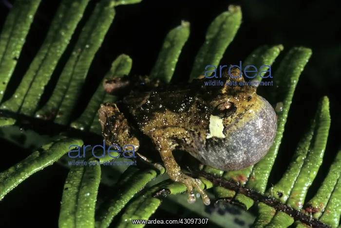 : New Guinea Nursery Frog : New Guinea Nursery Frog