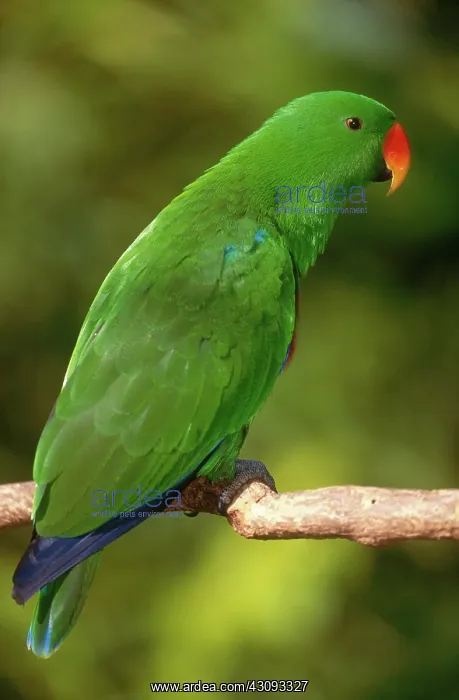 : New Guinea Red-sided Eclectus Parrot : New Guinea Red-sided Eclectus Parrot
