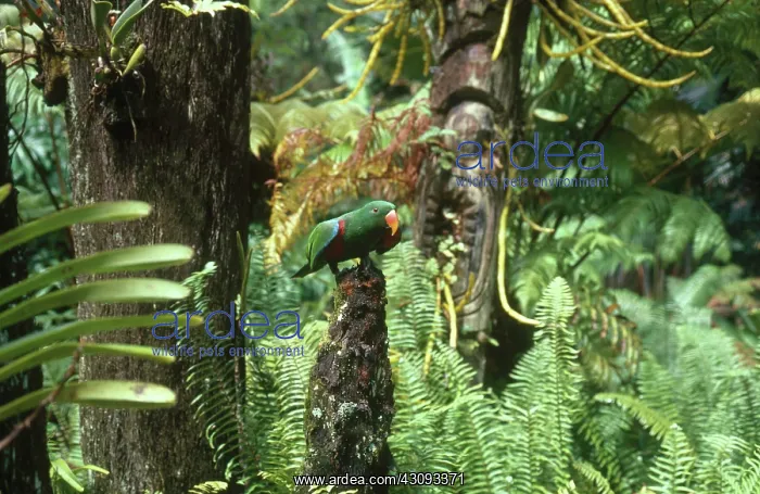 : New Guinea Red-sided Eclectus Parrot : New Guinea Red-sided Eclectus Parrot