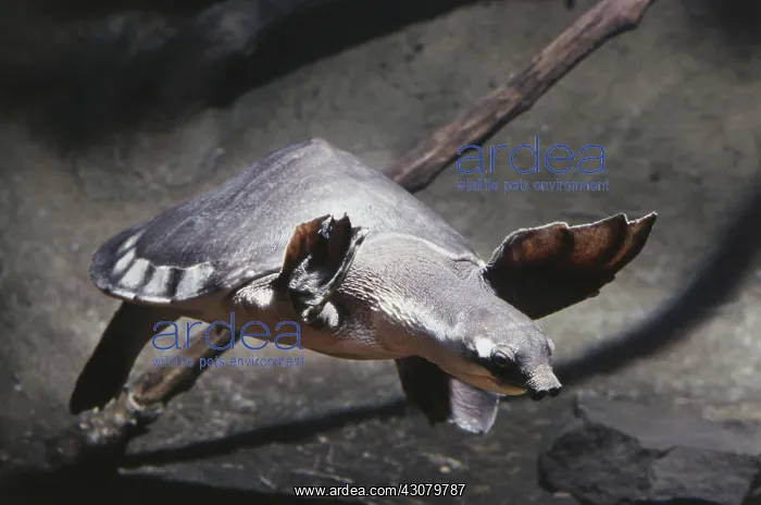 : New Guinea Soft-shelled Turtle : New Guinea Soft-shelled Turtle