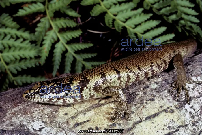 : New Guinea Tree Skink : New Guinea Tree Skink