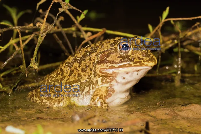 : New Holland Burrowing Frog : New Holland Burrowing Frog