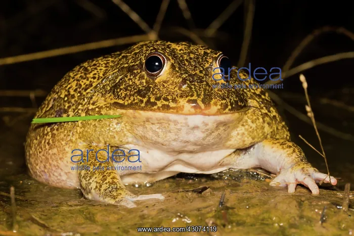 : New Holland Burrowing Frog, Australia : New Holland Burrowing Frog, Australia