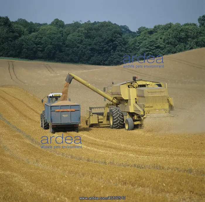 : New Holland combine : New Holland combine