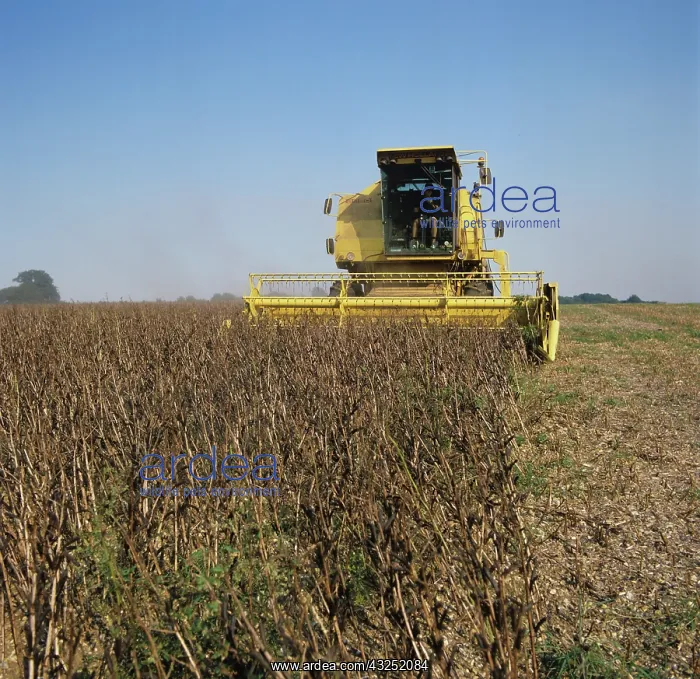 : New Holland combine harvesting field beans : New Holland combine harvesting field beans