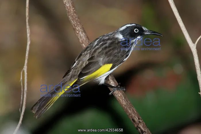 : New Holland Honeyeater : New Holland Honeyeater