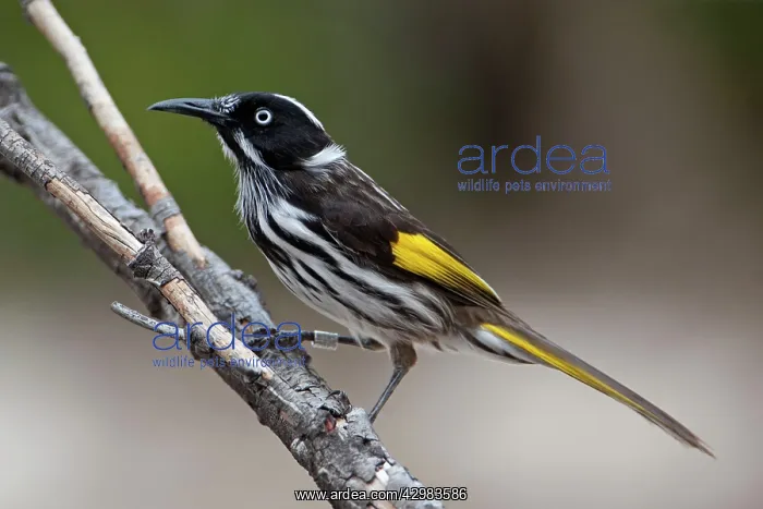 : New Holland Honeyeater : New Holland Honeyeater