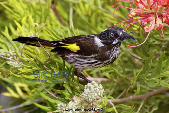 : New Holland Honeyeater : New Holland Honeyeater