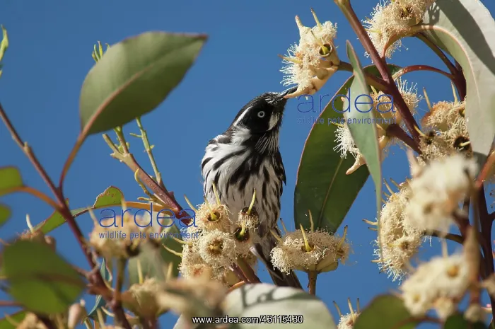 : New Holland Honeyeater : New Holland Honeyeater
