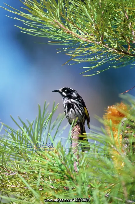 : New Holland Honeyeater - on Banksia : New Holland Honeyeater - on Banksia
