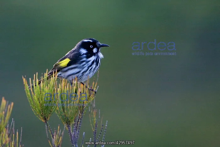 : New Holland Honeyeater - Cape Liptrap walking track : New Holland Honeyeater - Cape Liptrap walking track