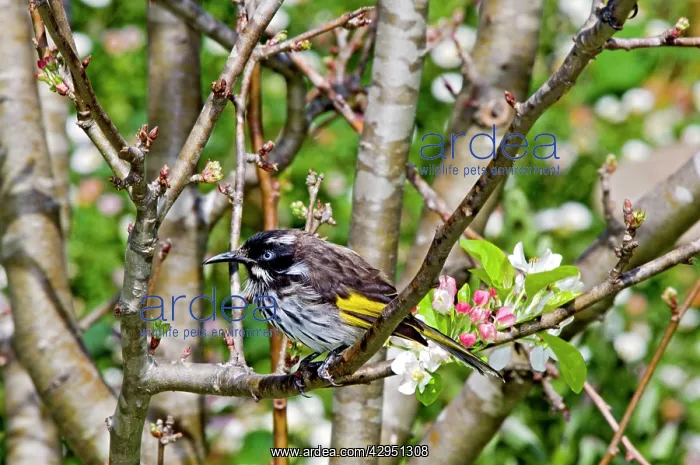 : New Holland Honeyeater - common in south-western : New Holland Honeyeater - common in south-western