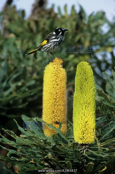 : New Holland Honeyeater - Feeding on Banksia Flower - Two : New Holland Honeyeater - Feeding on Banksia Flower - Two