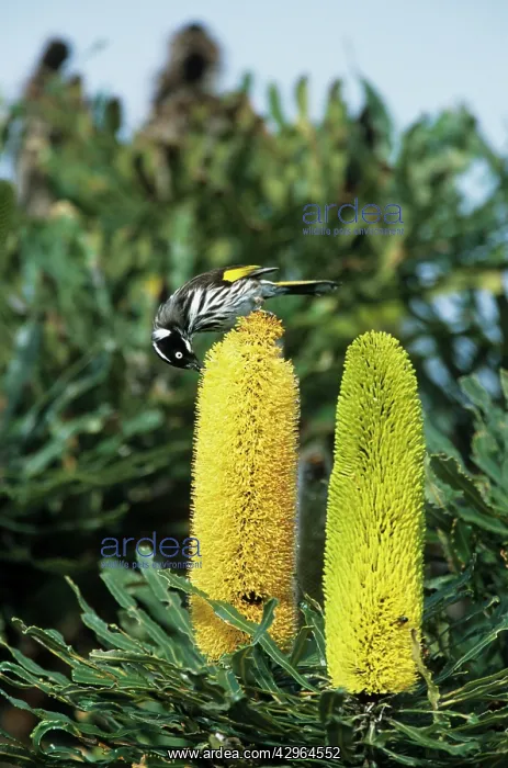 : New Holland Honeyeater - Feeding on Banksia Flower : New Holland Honeyeater - Feeding on Banksia Flower