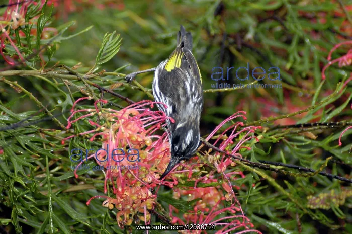  : New Holland Honeyeater feeding on Grevillea flowers