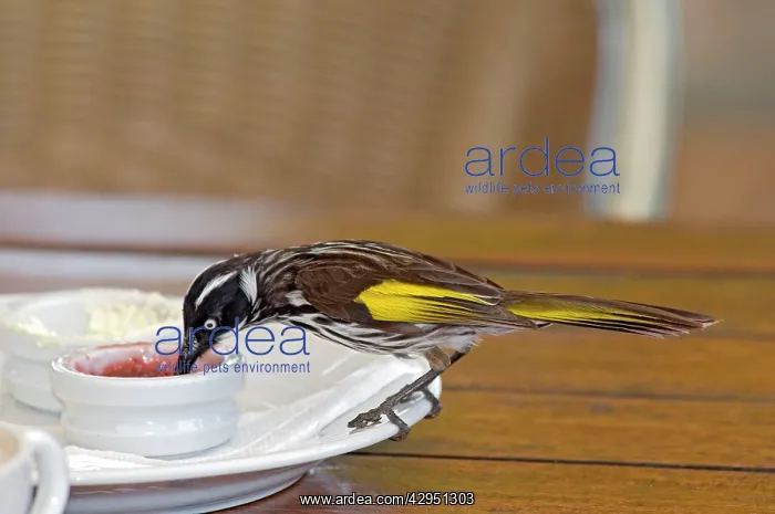 : New Holland Honeyeater - feeding on jam at restaurant table : New Holland Honeyeater - feeding on jam at restaurant table