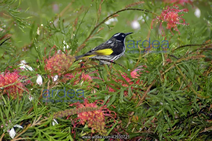 : New Holland Honeyeater on Grevillea bush : New Holland Honeyeater on Grevillea bush