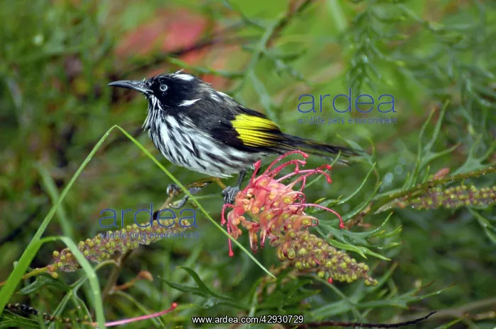 : New Holland Honeyeater on Grevillea bush : New Holland Honeyeater on Grevillea bush