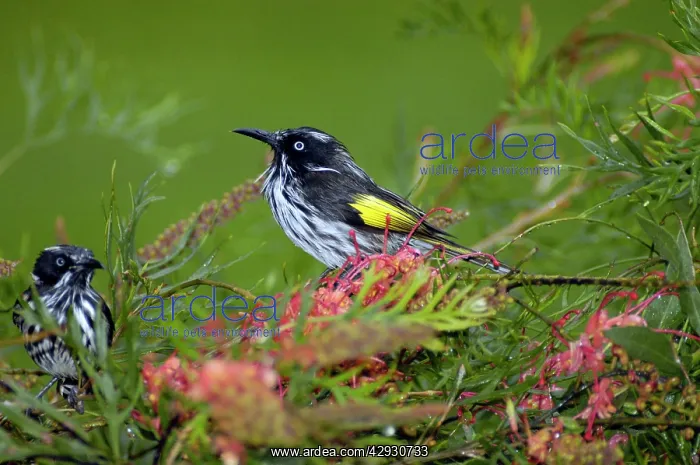 : New Holland Honeyeater on Grevillea bush : New Holland Honeyeater on Grevillea bush