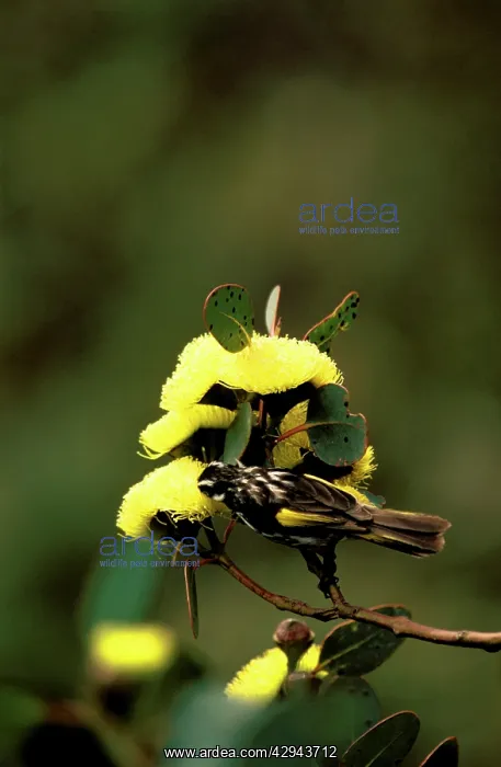 : New Holland honeyeater (Phylidonyris novaehollandiae) : New Holland honeyeater (Phylidonyris novaehollandiae)