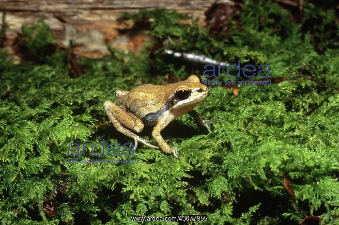 : New Jersey Chorus Frog : New Jersey Chorus Frog