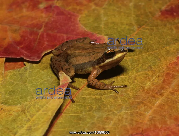: New Jersey Chorus Frog : New Jersey Chorus Frog