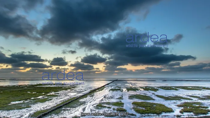 : New land being created in the tidal marsh of the Waddensea on the Groningen coast in the Netherlands : New land being created in the tidal marsh of the Waddensea on the Groningen coast in the Netherlands