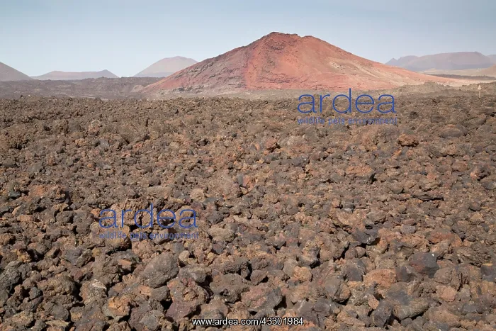 : New lava around red hill at los hervideros - near El Golfo : New lava around red hill at los hervideros - near El Golfo