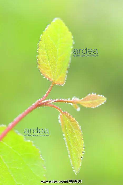 : New Leaves of Katsura Tree : New Leaves of Katsura Tree