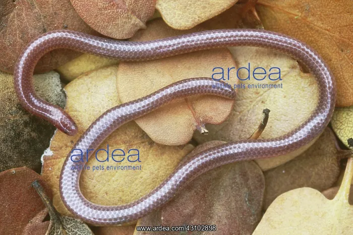 : New Mexico Blind Snake : New Mexico Blind Snake