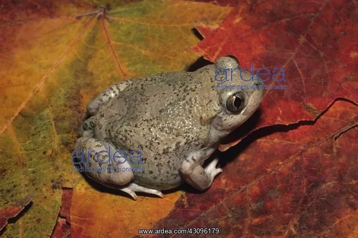 : New Mexico Spadefoot (Spea multiplicata) : New Mexico Spadefoot (Spea multiplicata)