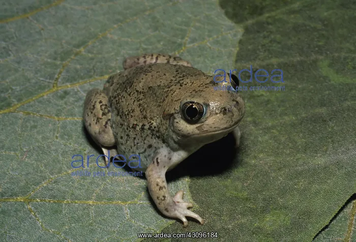 : New Mexico Spadefoot (Spea multiplicata) : New Mexico Spadefoot (Spea multiplicata)