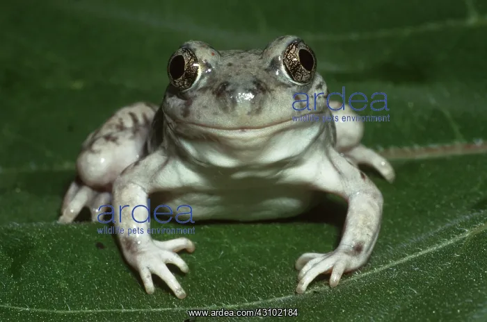 : New Mexico Spadefoot Toad : New Mexico Spadefoot Toad