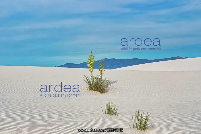: New Mexico's White Sands National Park : New Mexico's White Sands National Park