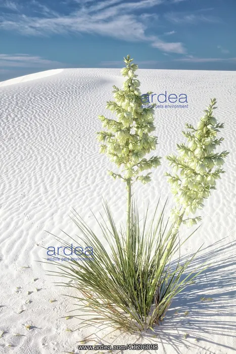 : New Mexico's White Sands National Park : New Mexico's White Sands National Park