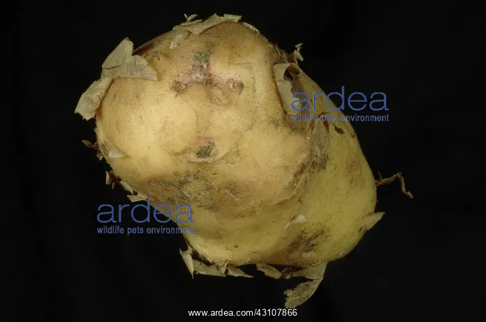 : New potato tuber : New potato tuber