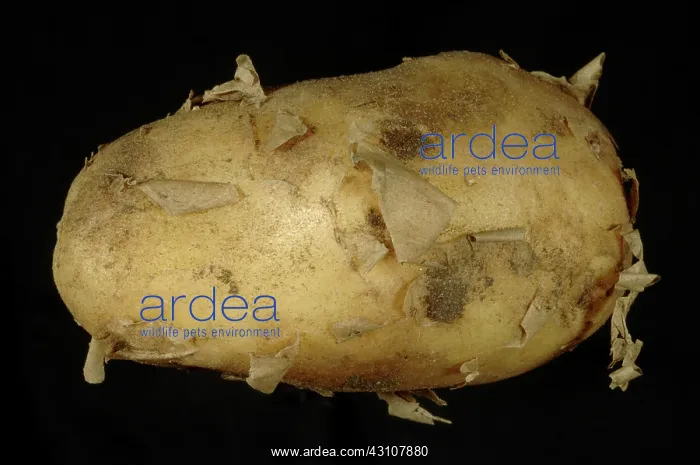 : New potato tuber : New potato tuber