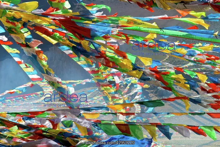 : New prayer flags Saga dawa : New prayer flags Saga dawa