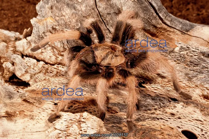 : New River Rust Rump Tarantula, Aphonopelma : New River Rust Rump Tarantula, Aphonopelma