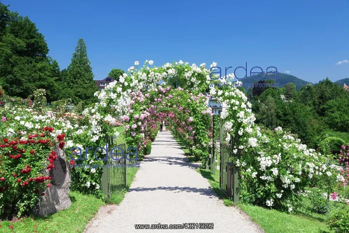 : New Rose Garden on Beutig Hill, Baden-Baden, Black : New Rose Garden on Beutig Hill, Baden-Baden, Black
