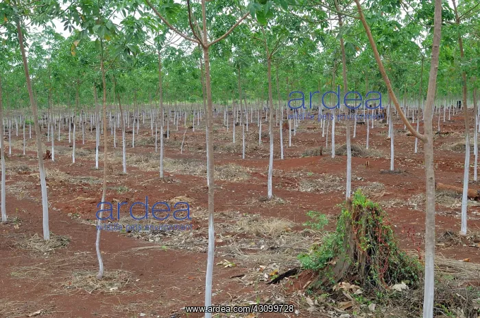: New Rubber Trees : New Rubber Trees