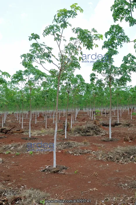 : New Rubber Trees : New Rubber Trees