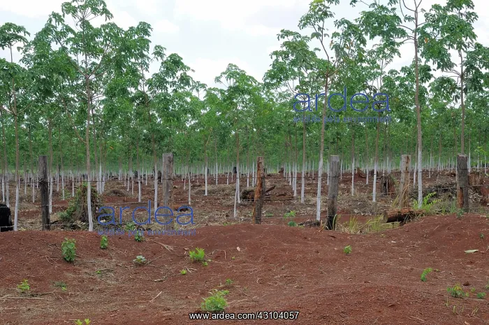 : New Rubber Trees : New Rubber Trees