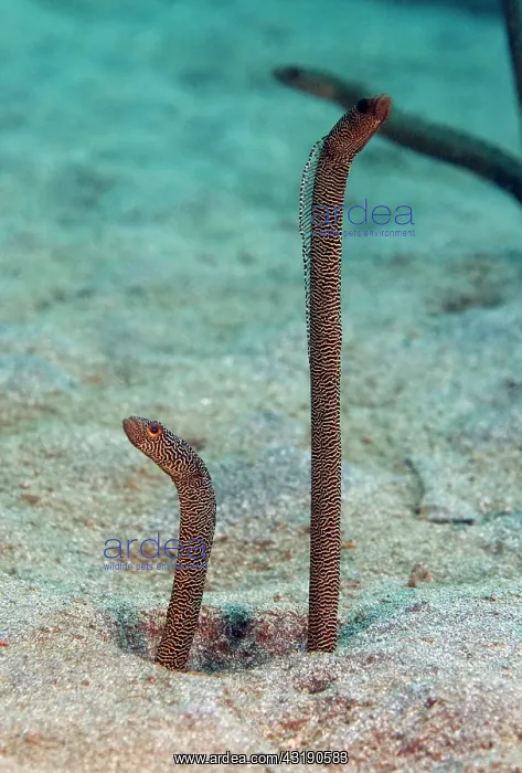 : Two New species of Garden eel (heteroconger sp) in the sand : Two New species of Garden eel (heteroconger sp) in the sand