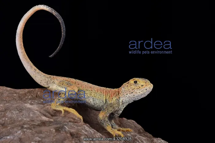 : This is a new undescribed species of toad headed : This is a new undescribed species of toad headed