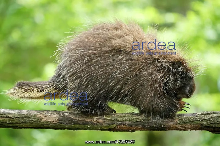 : New World porcupine (Urson Erethizon Dorsatum) climbing : New World porcupine (Urson Erethizon Dorsatum) climbing