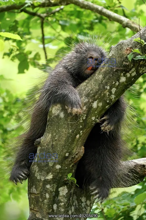 : New World porcupine (Urson Erethizon Dorsatum) sleeping : New World porcupine (Urson Erethizon Dorsatum) sleeping